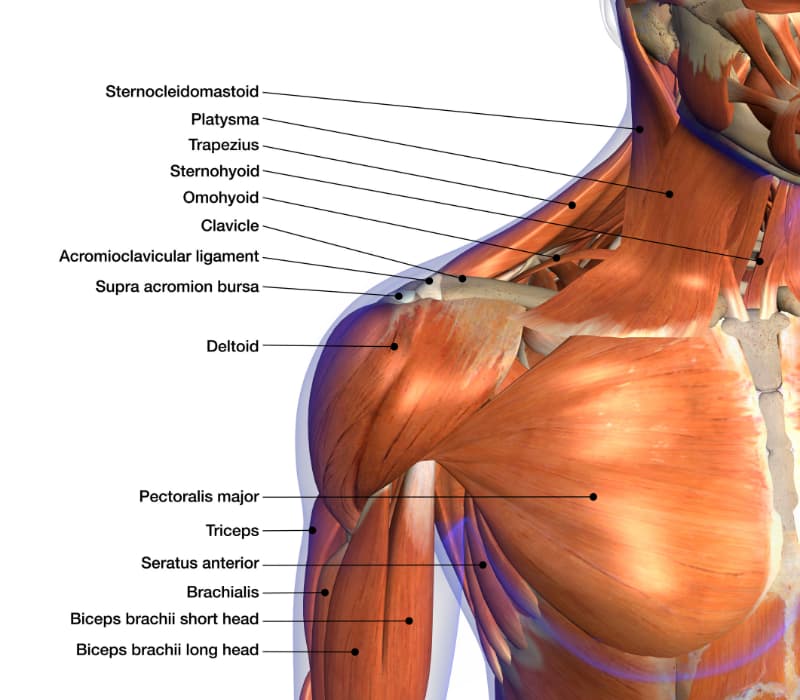 Shoulder Anatomy - Foundry Personal Training Gyms